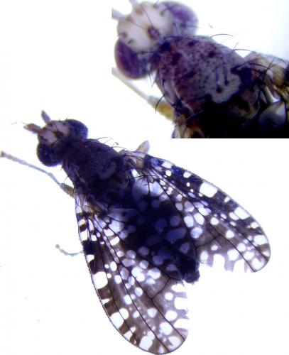 Réf. 238 805 : Trypetoptera punctulata